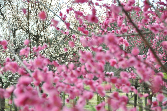 手前の紅梅の先に白梅がある様子