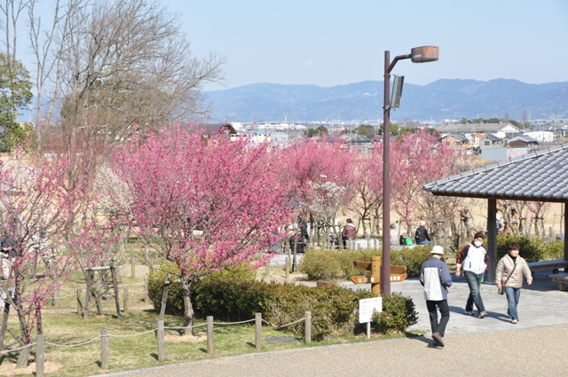 多くの来園者でにぎわう梅林