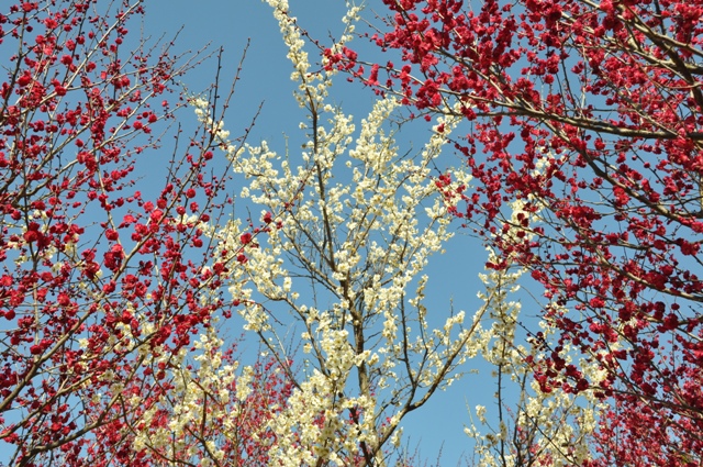 青空をバックにした紅白の梅