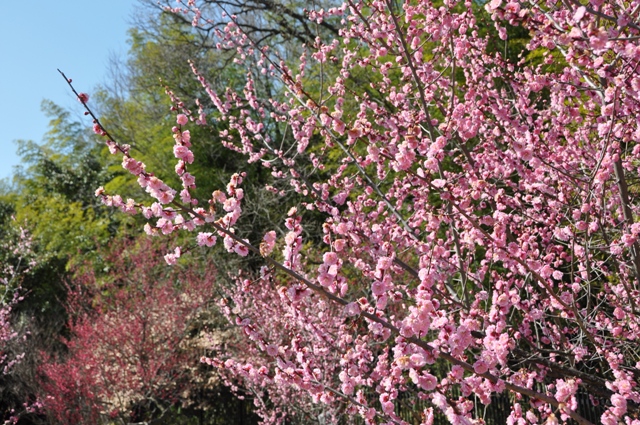 枝先まで満開の紅梅