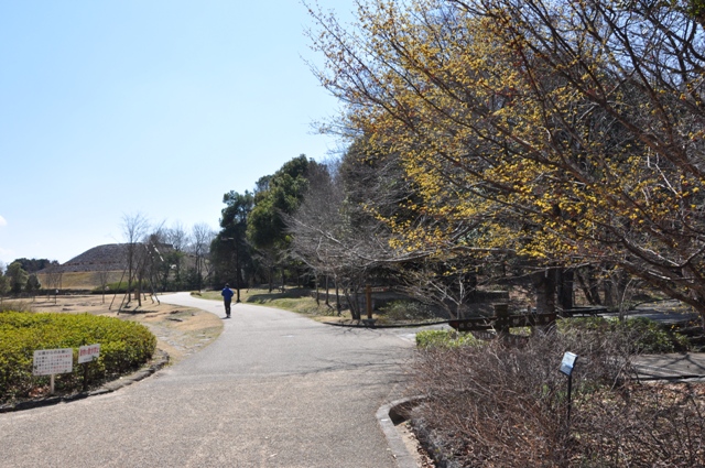 園路のサンシュユ