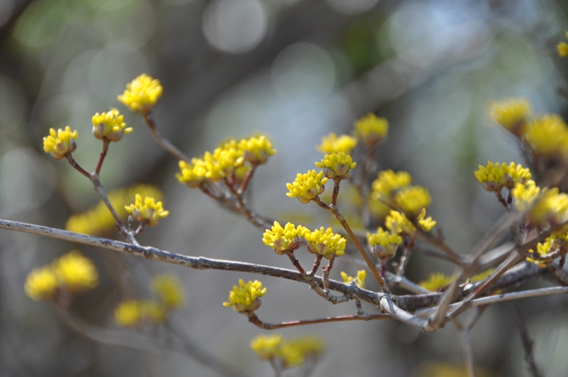 サンシュユの花