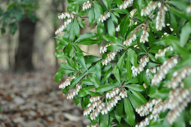 ひっそり咲くアセビの花