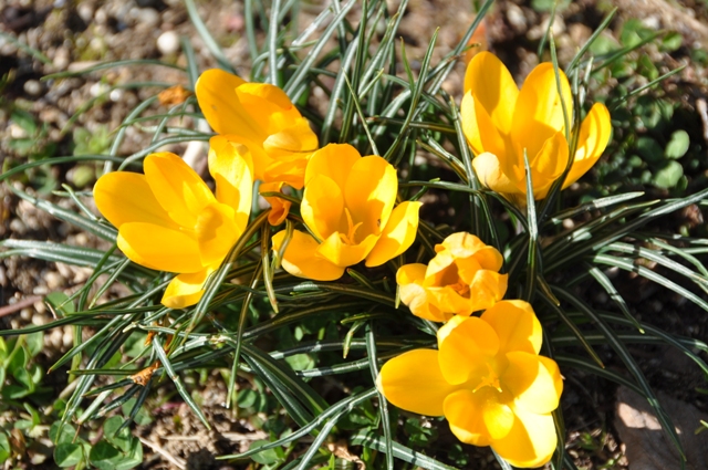 おわりを迎えたクロッカスの花
