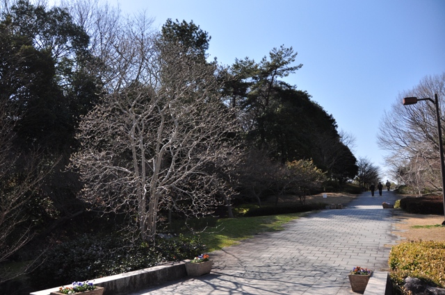 園路脇のモクレン