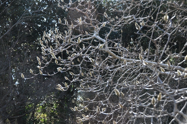 シモクレンの産毛が輝く様子