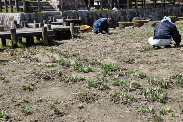 芽を出してきた菖蒲と草抜き作業