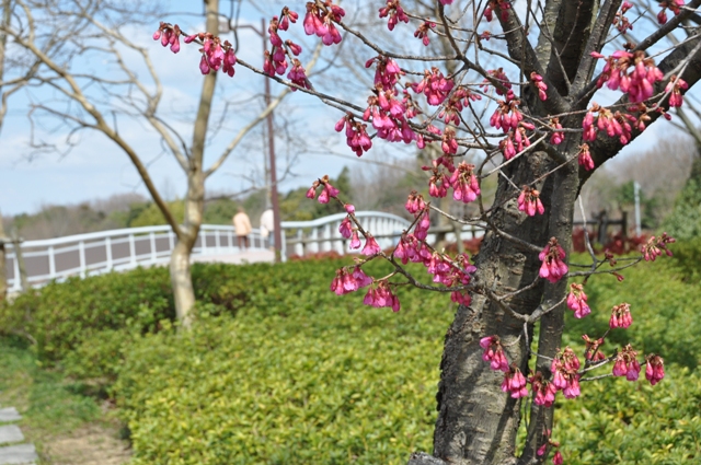 咲き始めたカンヒザクラ
