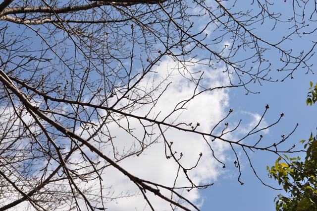 ソメイヨシノの蕾はまだ固そうな様子