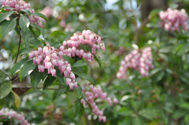 ピンクのアセビ