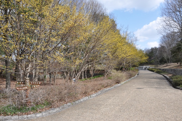 満開となったサンシュユの並木