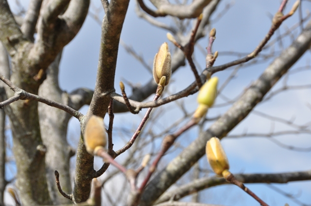 蕾が顔を出したモクレン