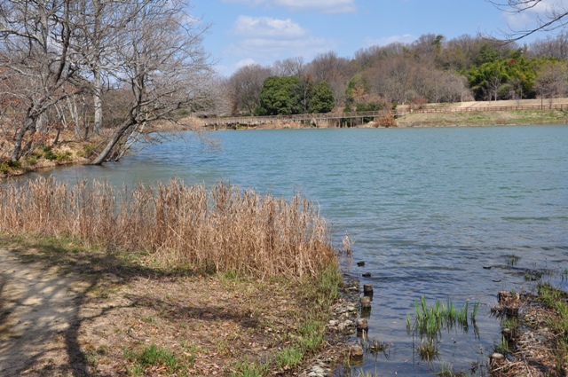 北風に波立つ下池水面