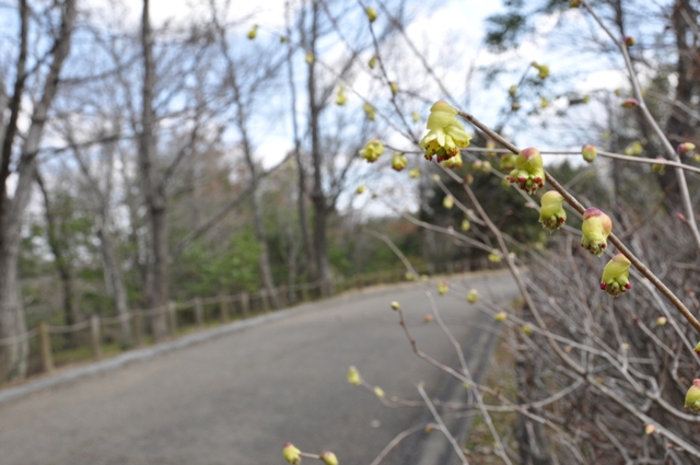 珍しいトサミズキの花