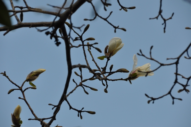コブシの花が開花