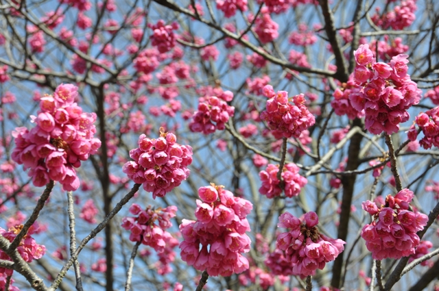 満開のカンヒザクラ