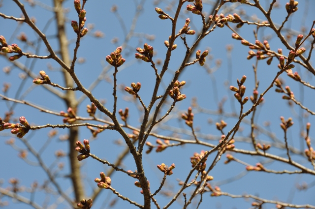 膨らんできたソメイヨシノのツボミ