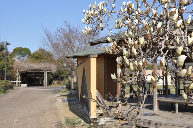 白モクレンの花も見頃