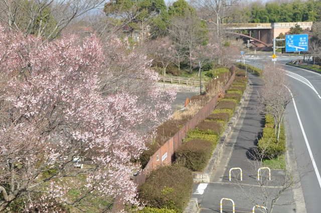 街路に向いて咲いた桜の花