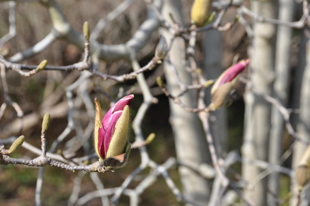 シモクレンも咲き始め