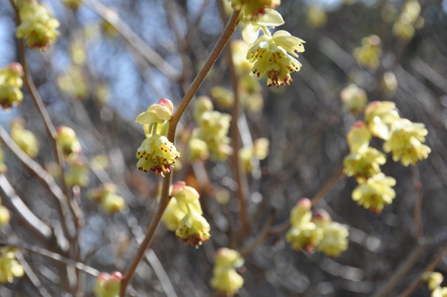 満開のトサミズキ