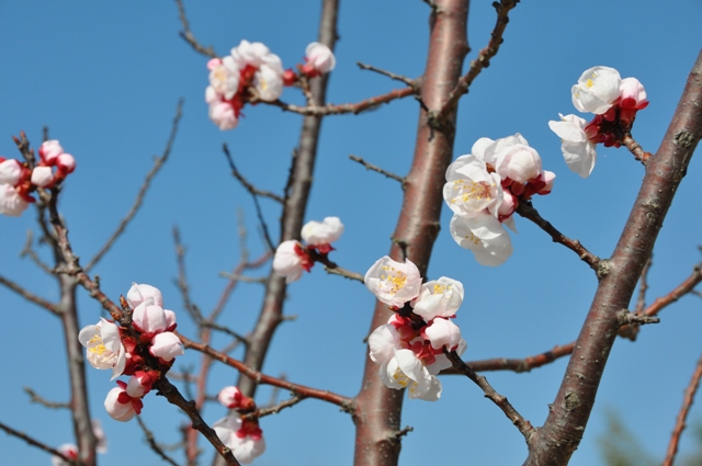 咲き始めのハナモモ