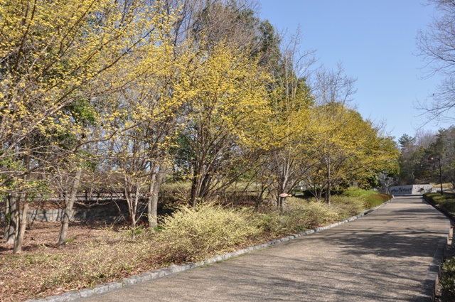サンシュユとヒュウガミズキが満開の園路
