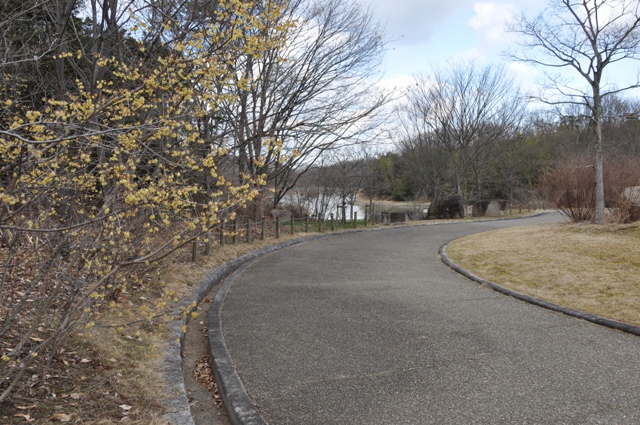 上池南側四阿園路に咲くロウバイ