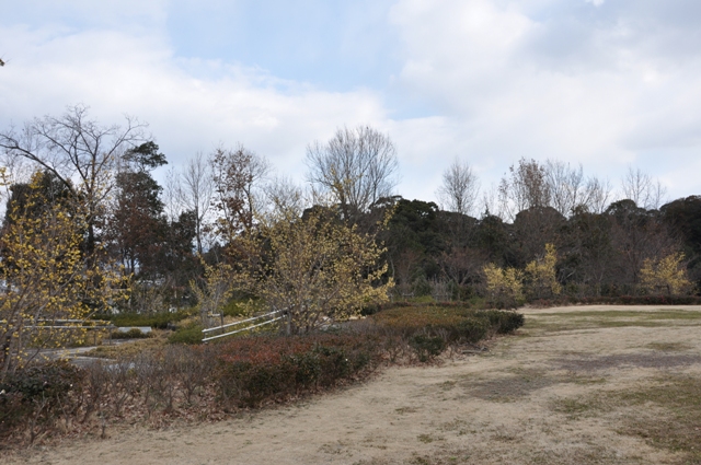 南エリアに広がるロウバイの開花