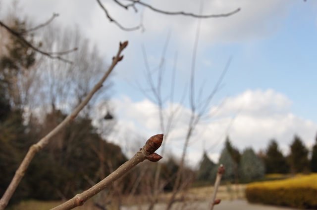 ベニバナトチノキの花芽（中央エリア）