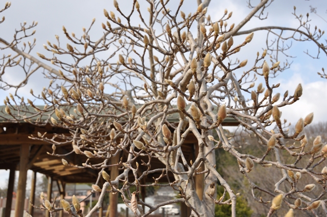 たくさんの花芽をつけるモクレン（大型遊具広場）