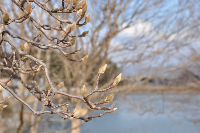 前池を背景にしたモクレンの花芽
