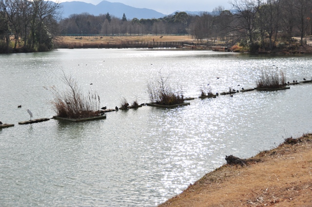 下池のさざ波に冬日が反射している様子（中央エリア）