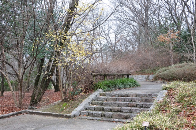 落葉の茂みの中で、黄色い花をつけるロウバイの様子