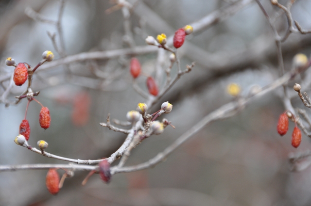 サンシュユの小さな黄色い花芽