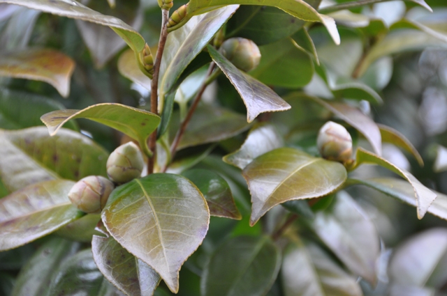 たくさんの花芽をつけるツバキ