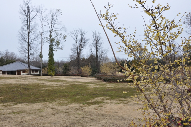 甘い香りの漂うロウバイ