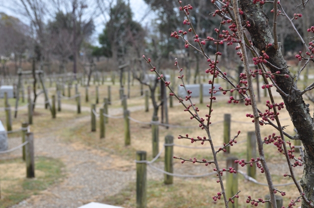 紅い小さな花芽をたくさんつける紅梅