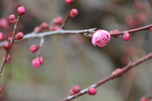 ほころび始める紅梅の花芽