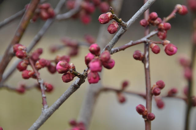 梅林の梅は、全般的にまだ蕾の状態