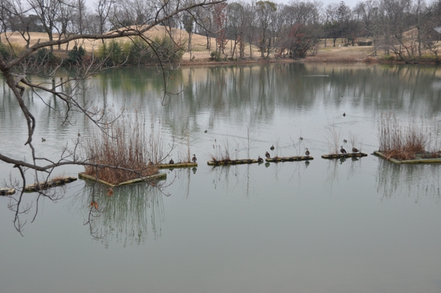 下池のカモたちの様子