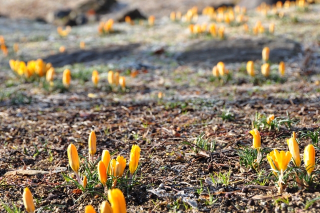 水分広場のクロッカス