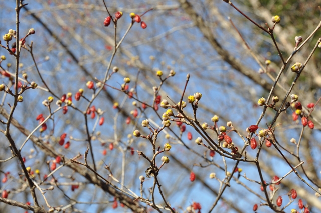 空に伸びるサンシュユの枝と花芽