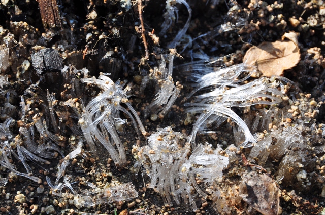 足下に出ていた霜柱が輝いている様子