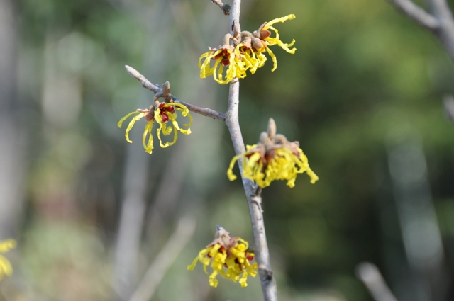 マンサクの黄色い変わった花