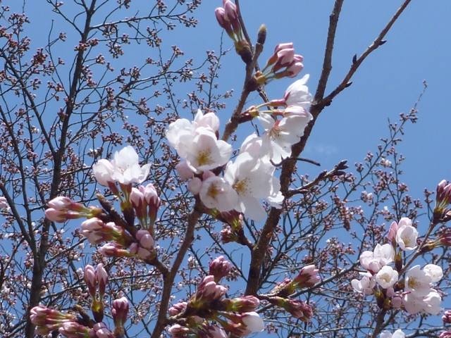 ソメイヨシノの写真