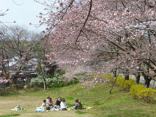 お花見の様子
