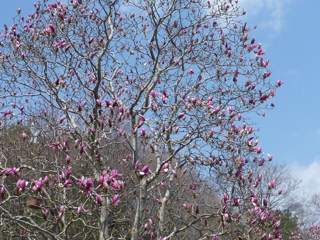 シモクレンの様子