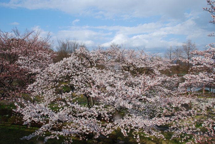 桜の開花状況5