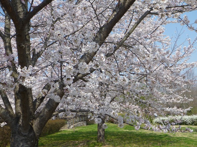 満開の桜